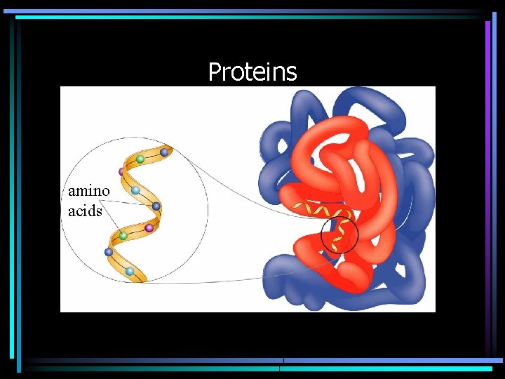 Proteins amino acids 