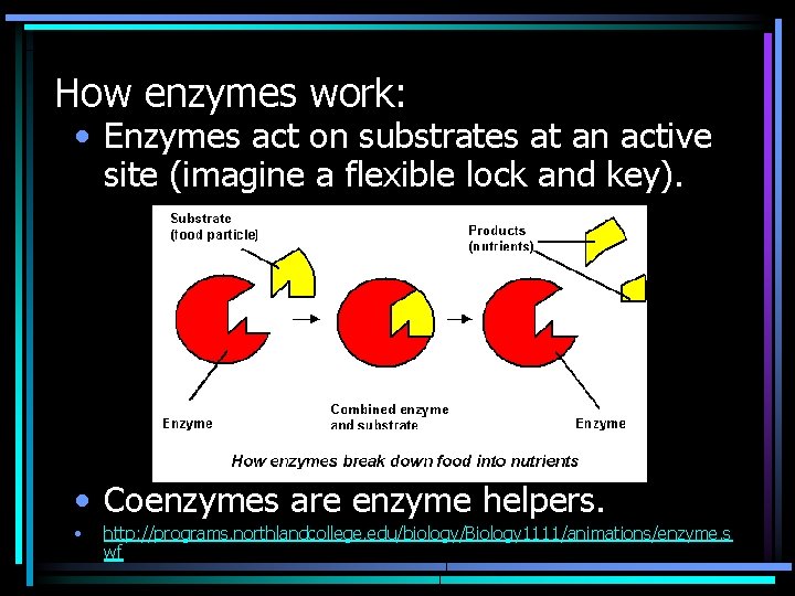 How enzymes work: • Enzymes act on substrates at an active site (imagine a