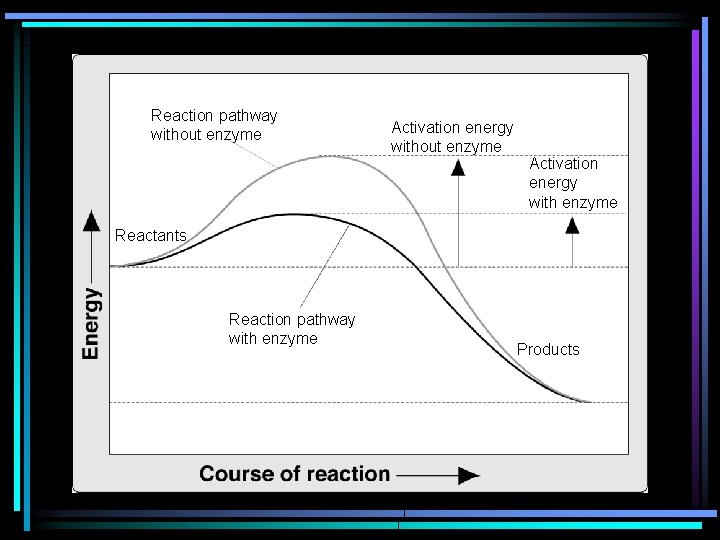 Reaction pathway without enzyme Activation energy with enzyme Reactants Reaction pathway with enzyme Products