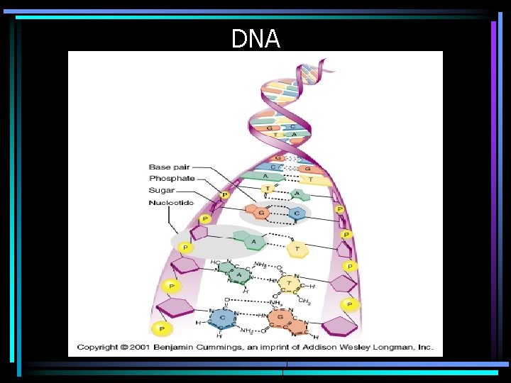 DNA 