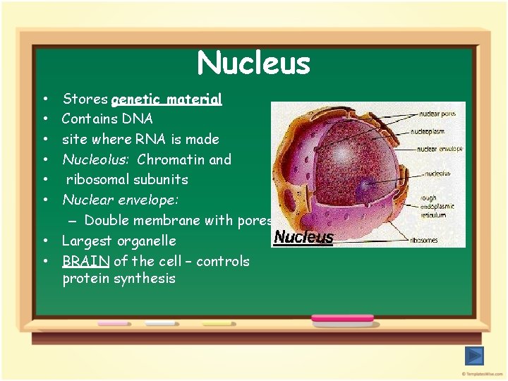 Nucleus Stores genetic material Contains DNA site where RNA is made Nucleolus: Chromatin and