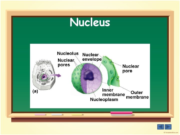 Nucleus 