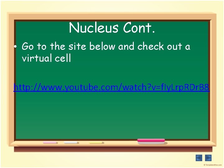 Nucleus Cont. • Go to the site below and check out a virtual cell