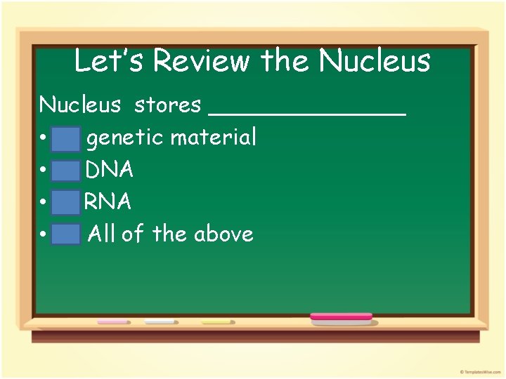 Let’s Review the Nucleus stores _______ • A. genetic material • B. DNA •