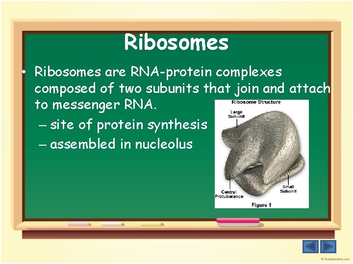 Ribosomes • Ribosomes are RNA-protein complexes composed of two subunits that join and attach