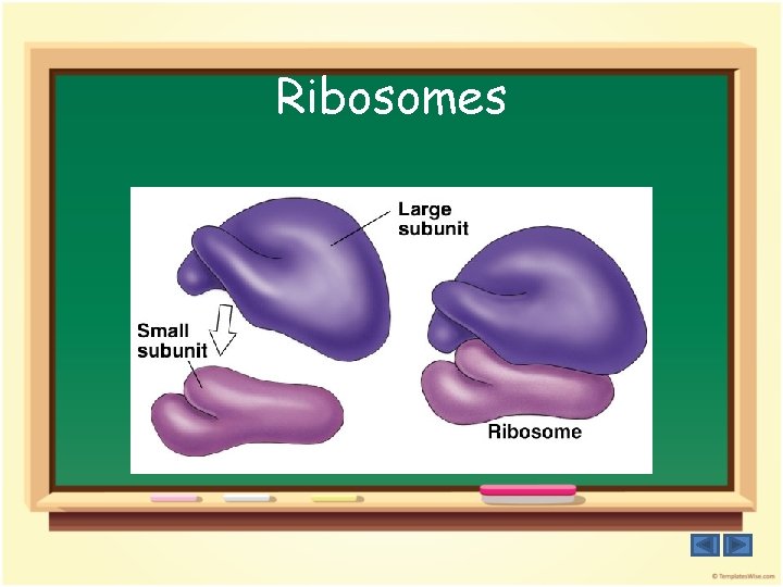 Ribosomes 