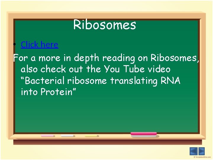 Ribosomes • Click here For a more in depth reading on Ribosomes, also check