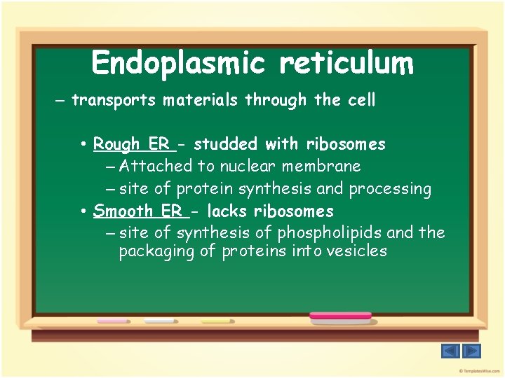 Endoplasmic reticulum – transports materials through the cell • Rough ER - studded with