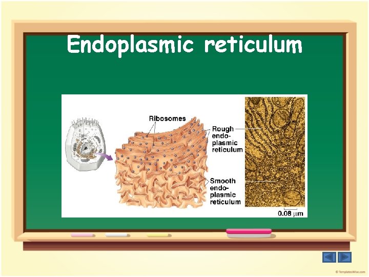 Endoplasmic reticulum 