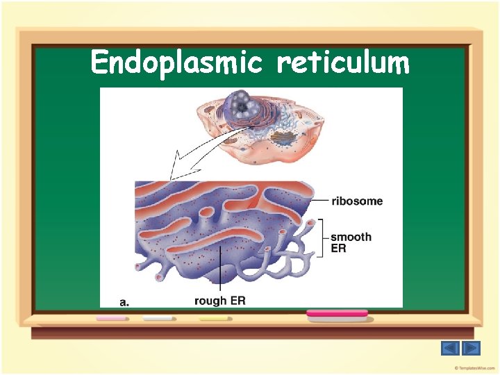 Endoplasmic reticulum 