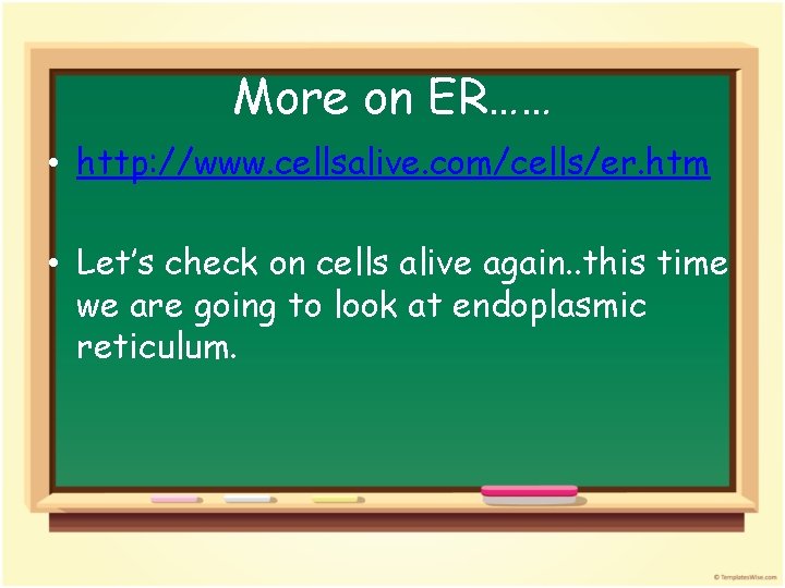 More on ER…… • http: //www. cellsalive. com/cells/er. htm • Let’s check on cells