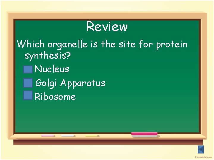 Review Which organelle is the site for protein synthesis? a. Nucleus b. Golgi Apparatus