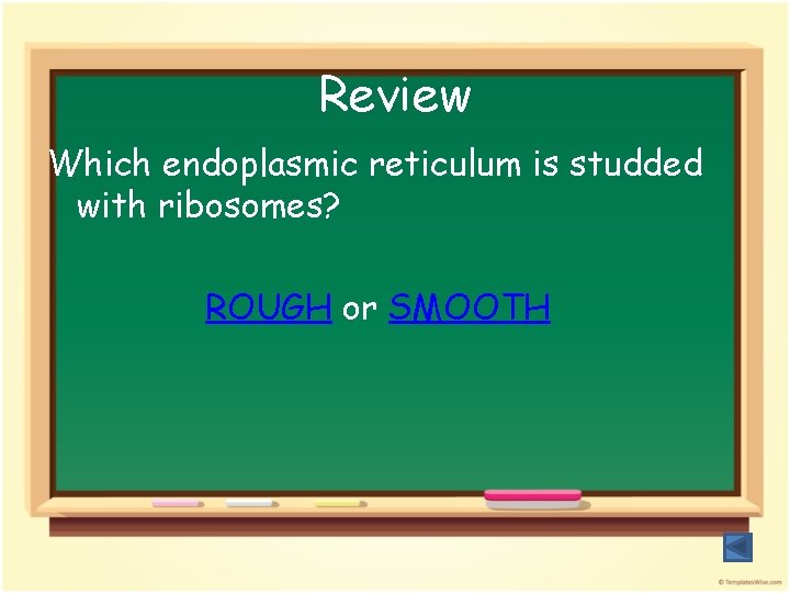 Review Which endoplasmic reticulum is studded with ribosomes? ROUGH or SMOOTH 