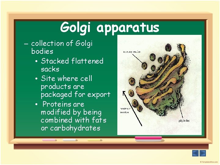 Golgi apparatus – collection of Golgi bodies • Stacked flattened sacks • Site where