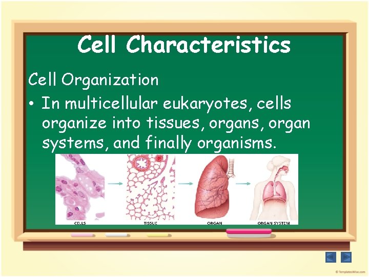 Cell Characteristics Cell Organization • In multicellular eukaryotes, cells organize into tissues, organ systems,