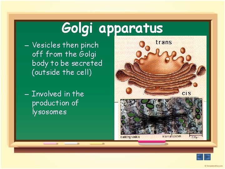 Golgi apparatus – Vesicles then pinch off from the Golgi body to be secreted