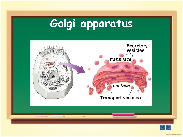 Golgi apparatus 