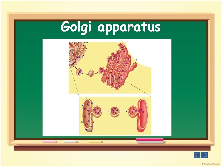 Golgi apparatus 