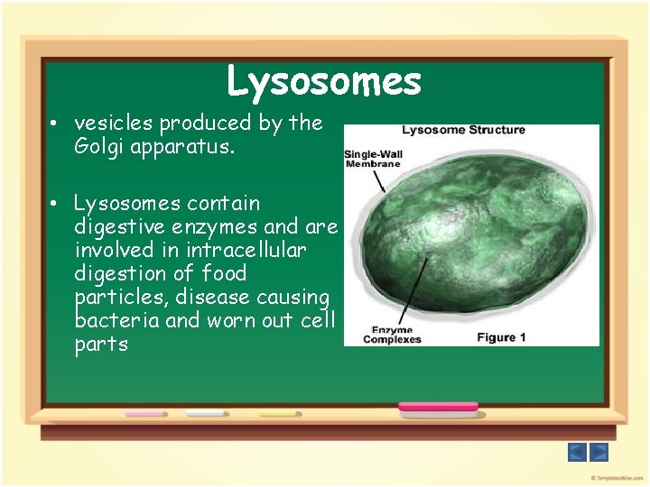 Lysosomes • vesicles produced by the Golgi apparatus. • Lysosomes contain digestive enzymes and