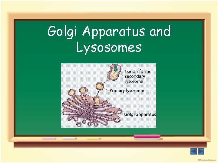 Golgi Apparatus and Lysosomes 