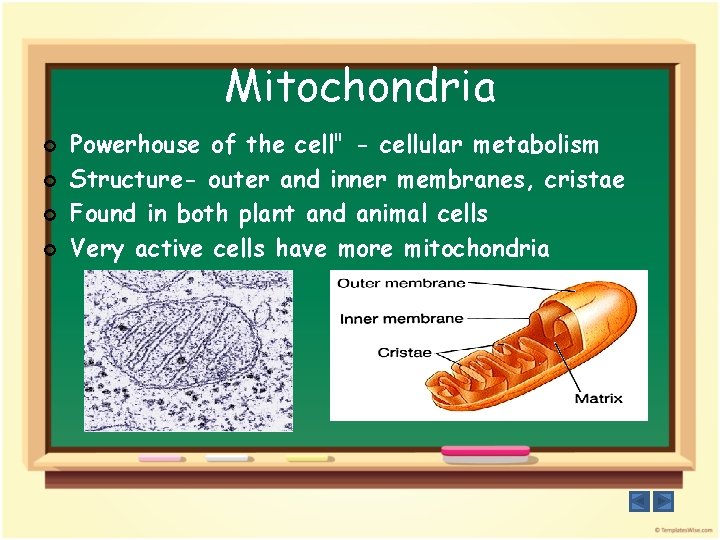 Mitochondria ¢ ¢ Powerhouse of the cell" - cellular metabolism Structure- outer and inner