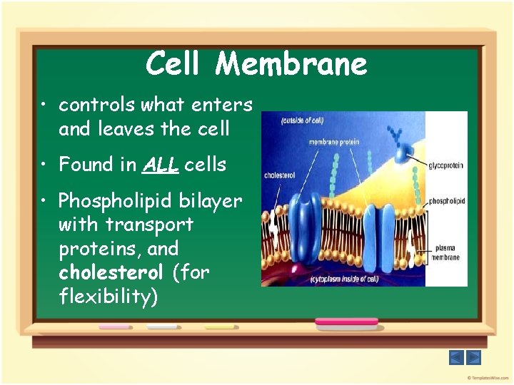 Cell Membrane • controls what enters and leaves the cell • Found in ALL
