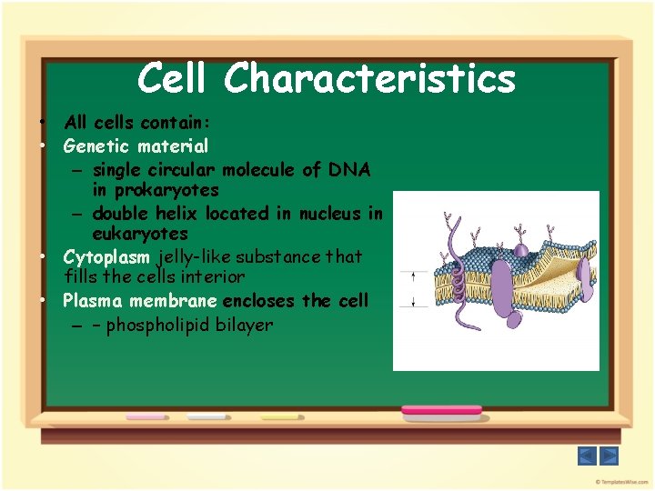 Cell Characteristics • All cells contain: • Genetic material – single circular molecule of