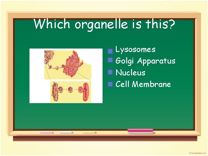 Which organelle is this? • • Lysosomes Golgi Apparatus Nucleus Cell Membrane 