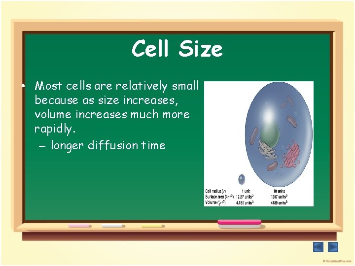 Cell Size • Most cells are relatively small because as size increases, volume increases