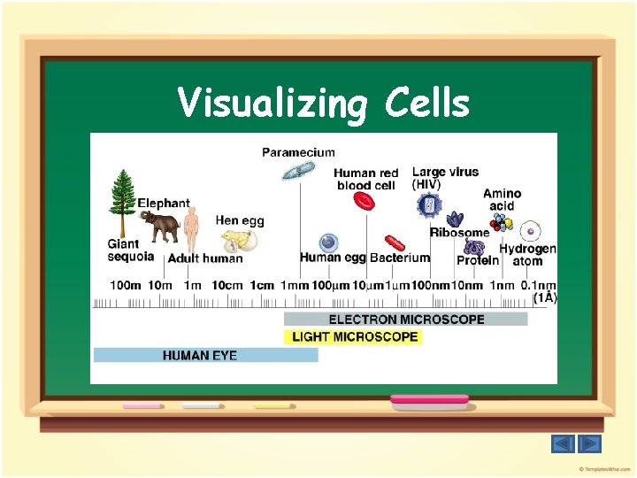 Visualizing Cells 