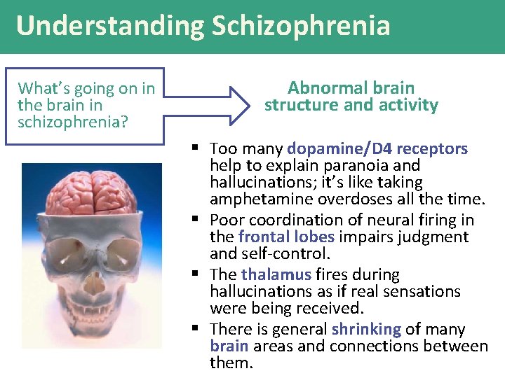 Understanding Schizophrenia What’s going on in the brain in schizophrenia? Abnormal brain structure and