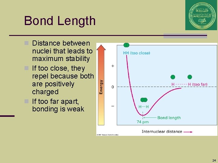 Bond Length n Distance between nuclei that leads to maximum stability n If too