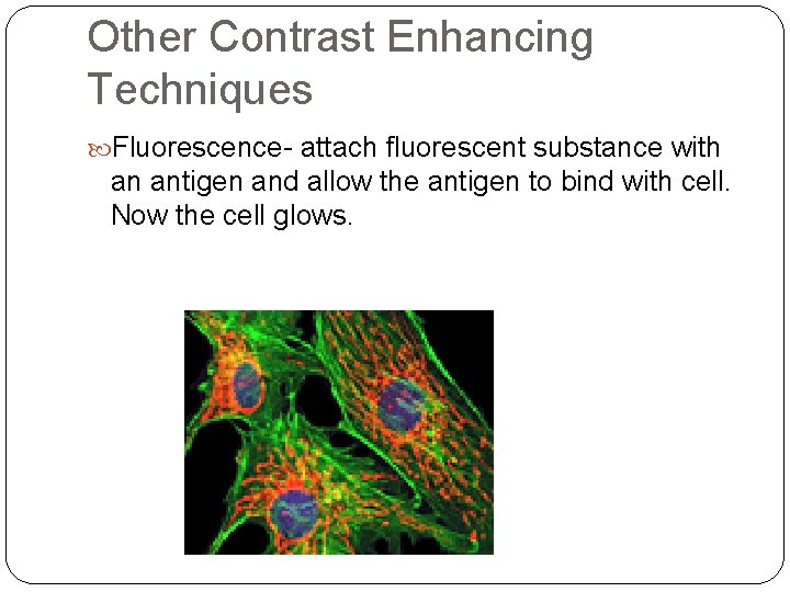 Other Contrast Enhancing Techniques Fluorescence- attach fluorescent substance with an antigen and allow the