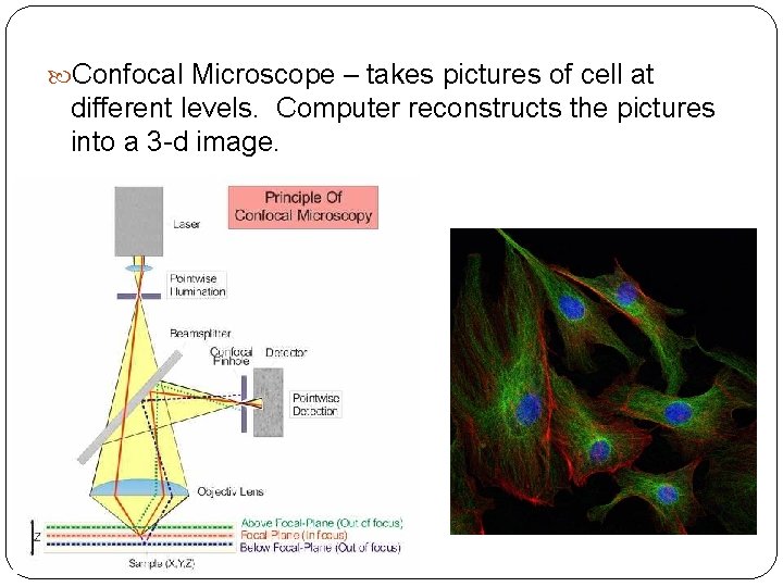  Confocal Microscope – takes pictures of cell at different levels. Computer reconstructs the