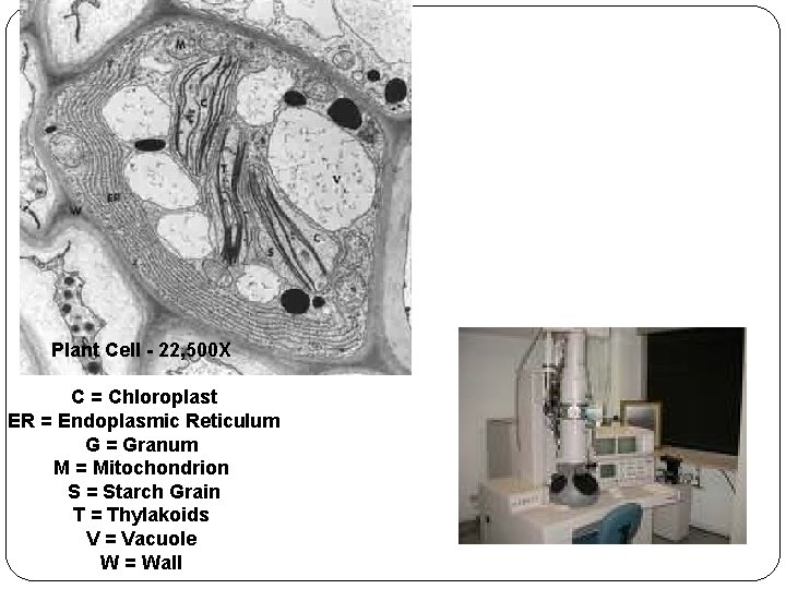 Plant Cell - 22, 500 X C = Chloroplast ER = Endoplasmic Reticulum G