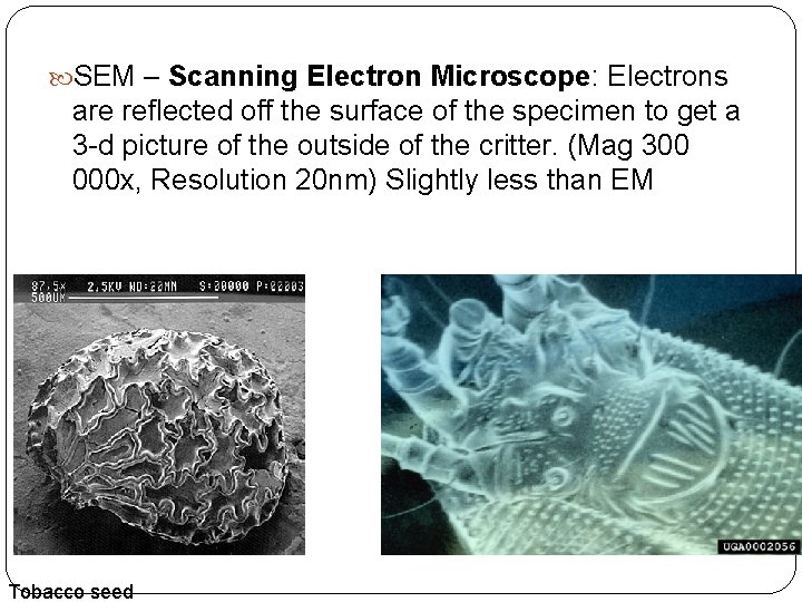  SEM – Scanning Electron Microscope: Electrons are reflected off the surface of the