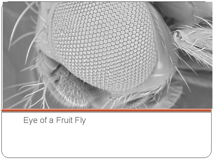 Eye of a Fruit Fly 