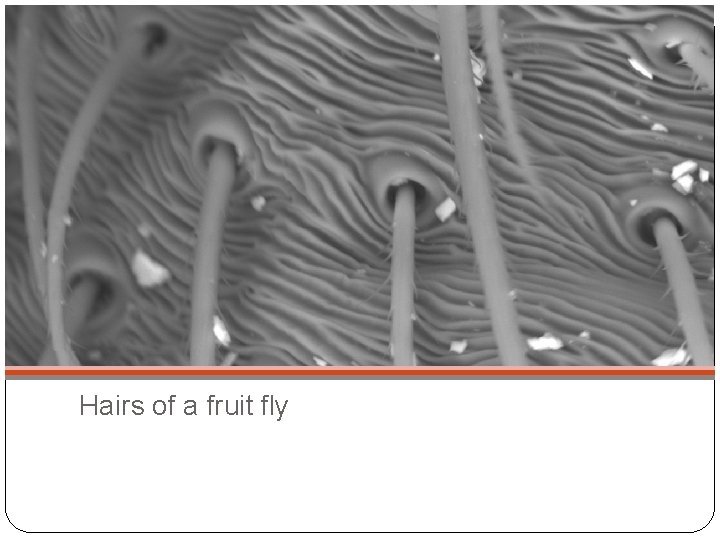 Hairs of a fruit fly 