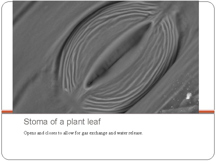 Stoma of a plant leaf Opens and closes to allow for gas exchange and