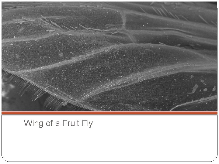 Wing of a Fruit Fly 