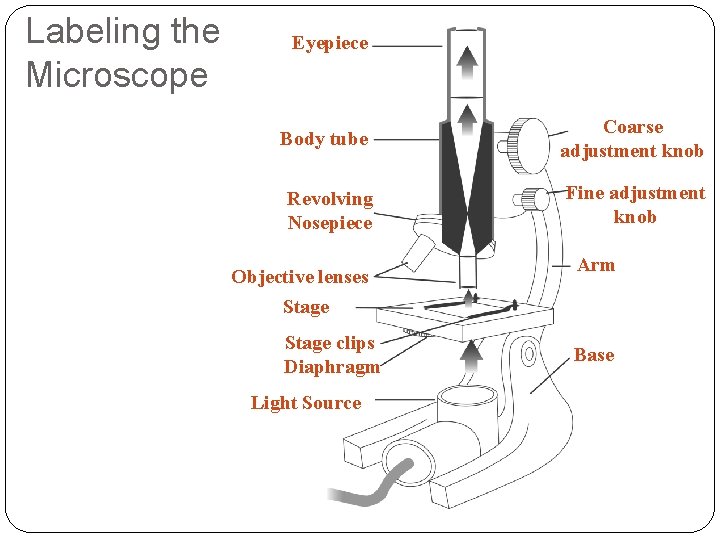Labeling the Microscope Eyepiece Body tube Coarse adjustment knob Revolving Nosepiece Fine adjustment knob