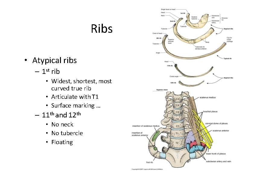 Ribs • Atypical ribs – 1 st rib • Widest, shortest, most curved true