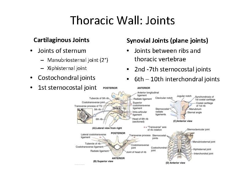 Thoracic Wall: Joints Cartilaginous Joints • Joints of sternum – Manubriosternal joint (2°) –