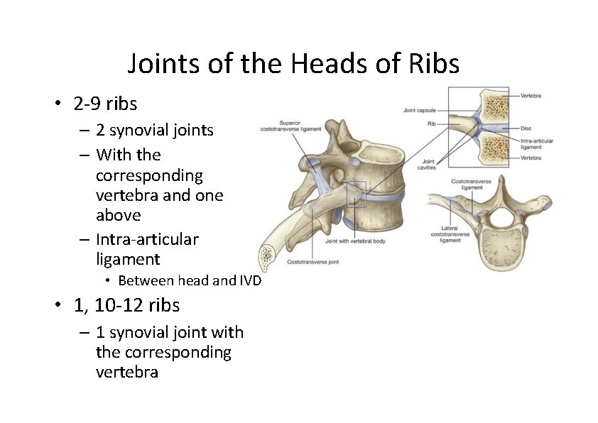 Joints of the Heads of Ribs • 2‐ 9 ribs – 2 synovial joints