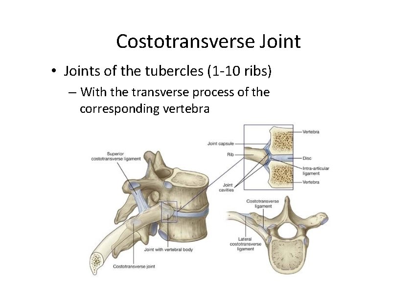 Costotransverse Joint • Joints of the tubercles (1‐ 10 ribs) – With the transverse