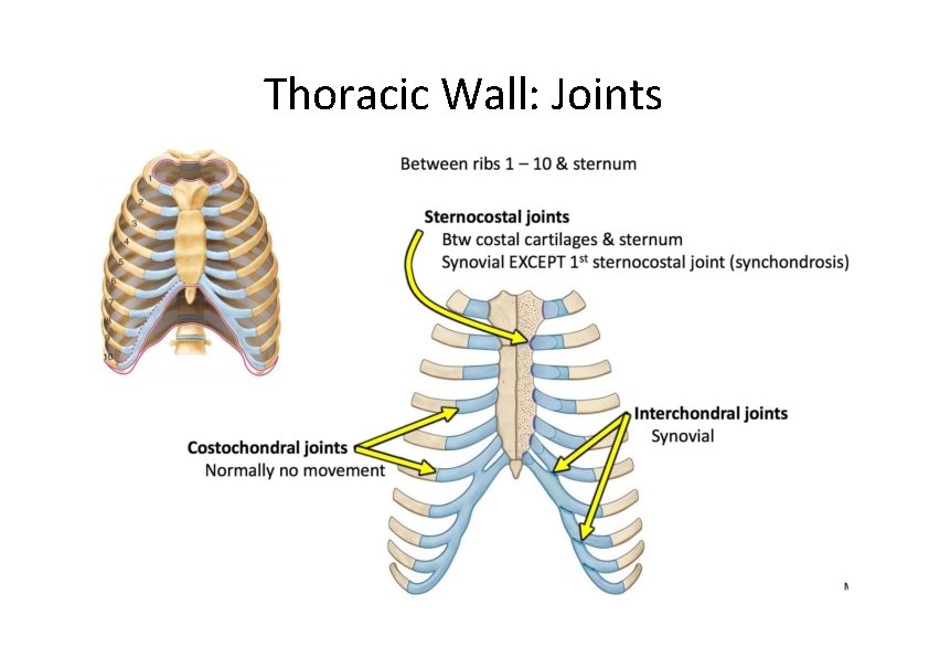 Thoracic Wall: Joints 