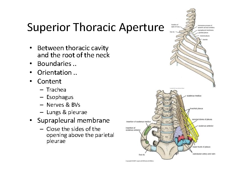 Superior Thoracic Aperture • Between thoracic cavity and the root of the neck •