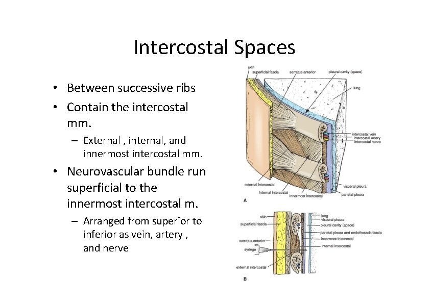 Intercostal Spaces • Between successive ribs • Contain the intercostal mm. – External ,