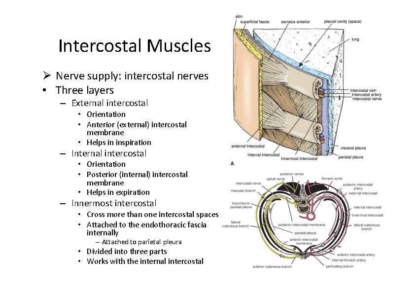 Intercostal Muscles Nerve supply: intercostal nerves • Three layers – External intercostal • Orientation