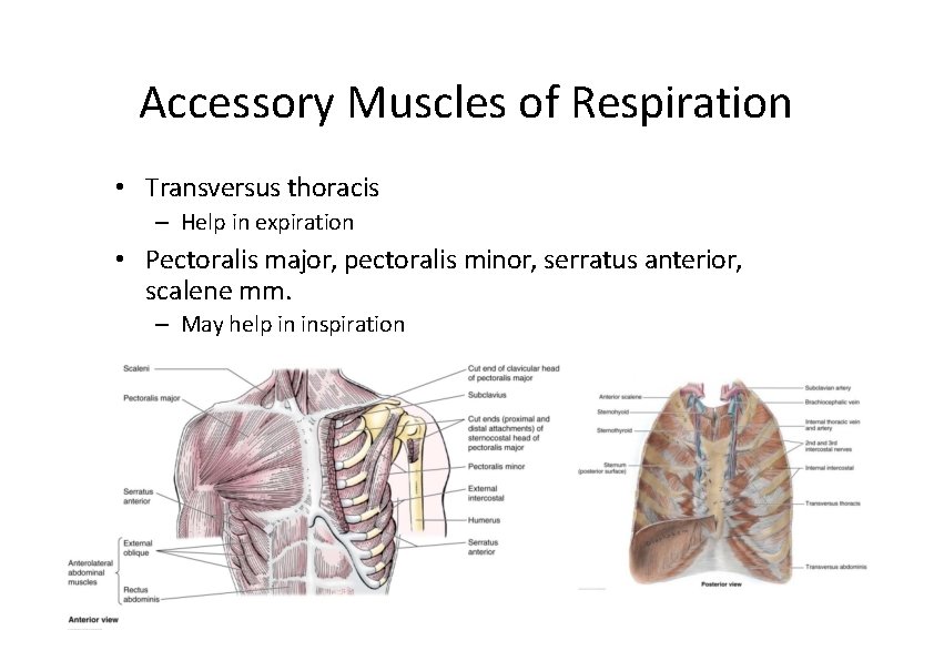 Accessory Muscles of Respiration • Transversus thoracis – Help in expiration • Pectoralis major,